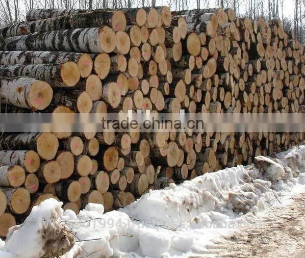 Birch Logs, Baltic Birch Logs