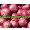 Onion