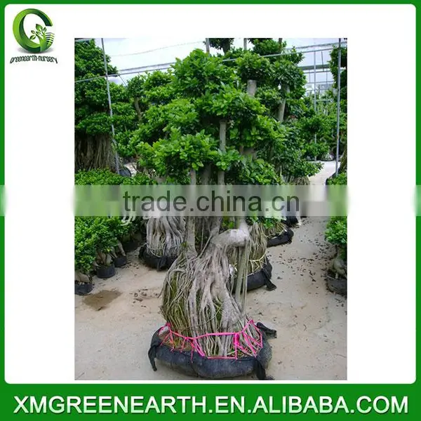 Ficus Microcarpa Bonsai 2.5-3m(2) photo-3
