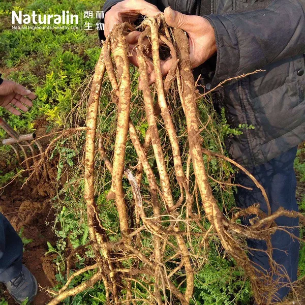 Astragalus Extract photo-4