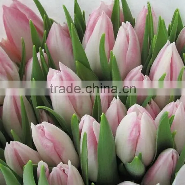 Fashion Crazy Selling Decorative Tulip photo-4