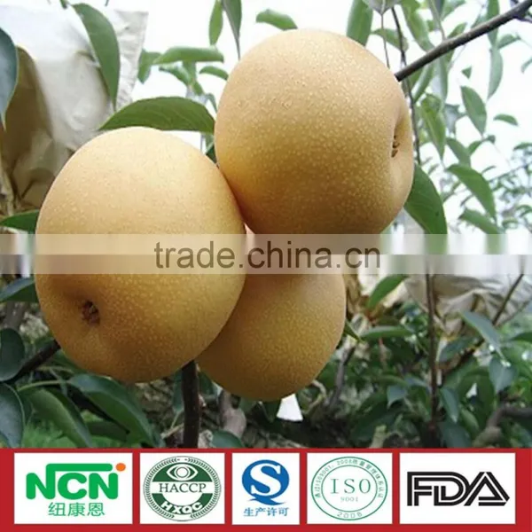 2016 Fresh Grown Pear photo-6