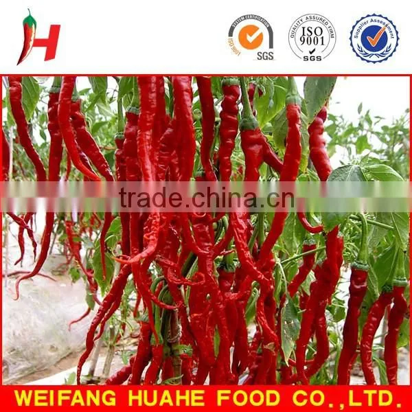 Dry Red Chili for Sale photo-6