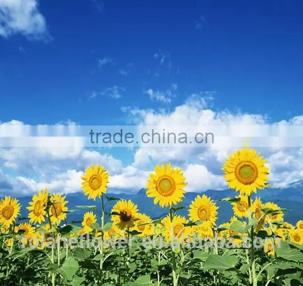 Color Blue Fresh Cut Sunflowers For Wedding Decoration photo-2