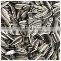 Sunflower Seeds