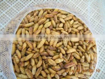 Frozen IQF Silkworm photo-2