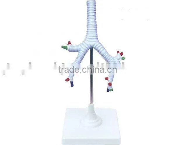 The trachea,bronchi and bronsho-pulmonary segments