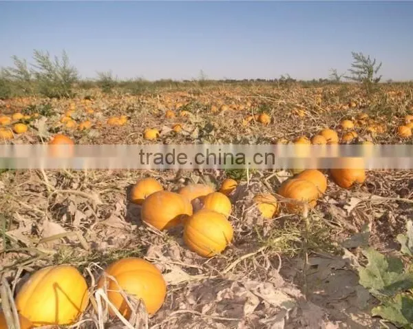 China Organic Pumpkin Kernels Grow Without Shell for Oil Use photo-2
