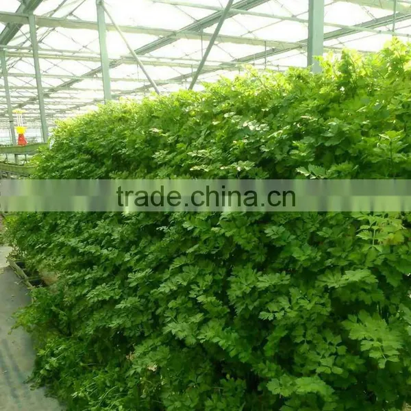 Heat Resistant Transparent Clear Greenhouse Glass photo-2