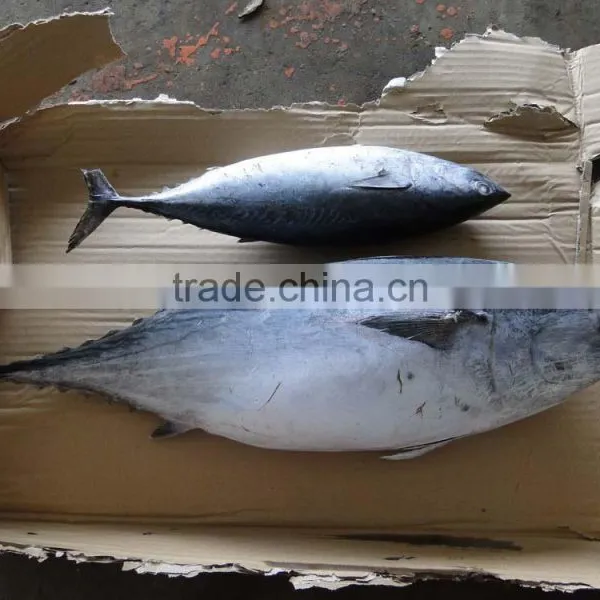 Frozen Bonito Fish for Sale photo-2