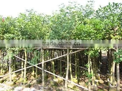 Erythrina Crista Grower