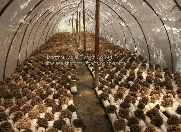 Maitake Mushroom Extract