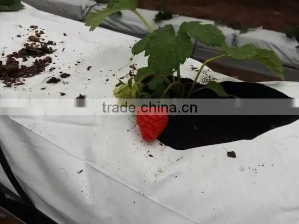 Hot Dipped Galvanized Professional Greenhouses Used photo-3