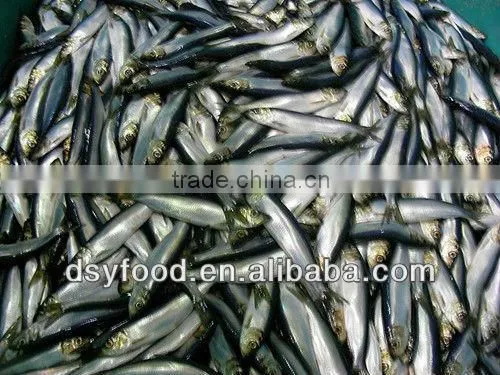 Frozen Fresh Sardine Fish for Canned Fish photo-4