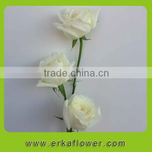 Wide Varieties Newest Fresh Climbing Roses photo-3