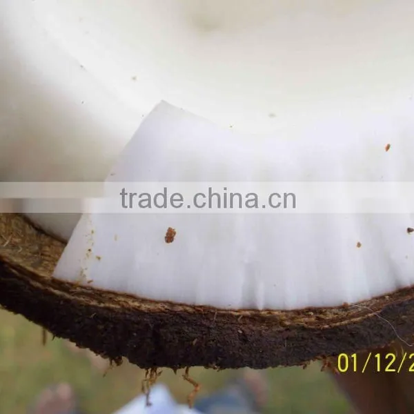 Fresh Matured Semi Husked Coconut