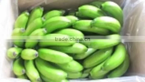 Fresh Cavendish Banana New Crop 2015- 13kg