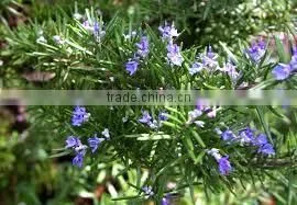 Pure Rosemary Oil From India | Natural Rosemary Oil For Export Only photo-3