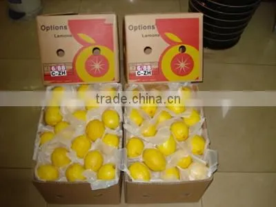 Fresh Citrus Fruit China Yellow Eureka Fresh Lemon photo-2