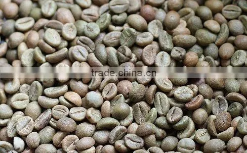WET POLISHED ROBUSTA GREEN COFFEE BEANS GRADE 1 SCREEN 18 photo-4