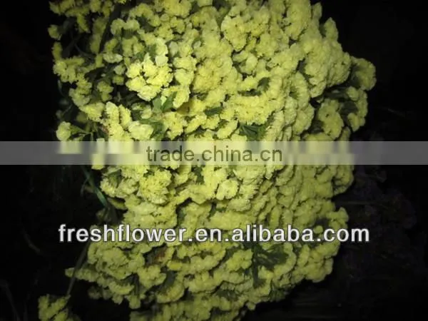 High Grade Fresh Cut Myosotis Sylvatica Flowers photo-2