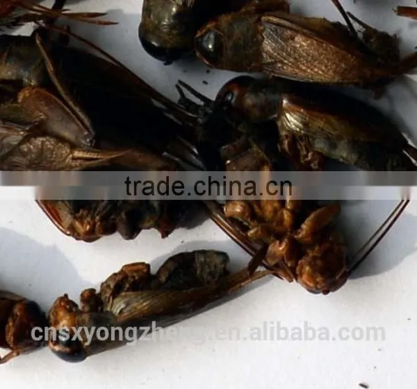 Wild Birds Food Freeze Dried Crickets;Dried Crickets for Wild Birds photo-4