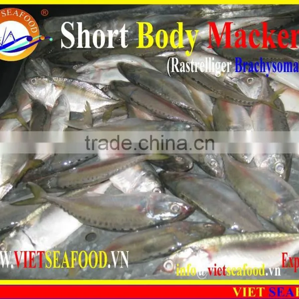 FROZEN SHORT BODY MACKEREL WHOLE ROUND photo-6