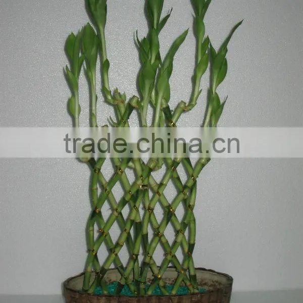 Lucky Bamboo Dracaena Sanderiana