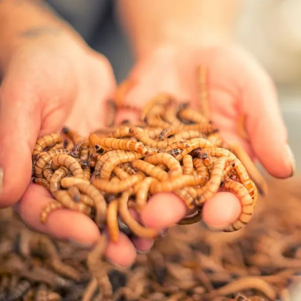 High Protein Dried Mealworms For Chickens photo-2