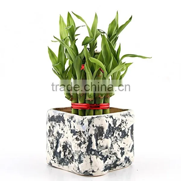 Chinese Guangdong Original Lucky Bamboo photo-3