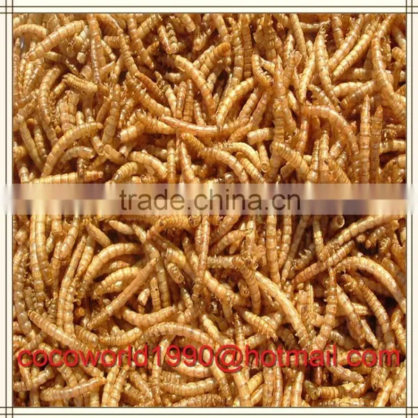 Dried Mealworms Recipes by the Pound Storage photo-4