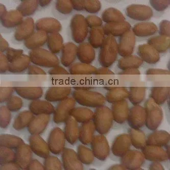 Indian Ground Nut Kernels High Quality
