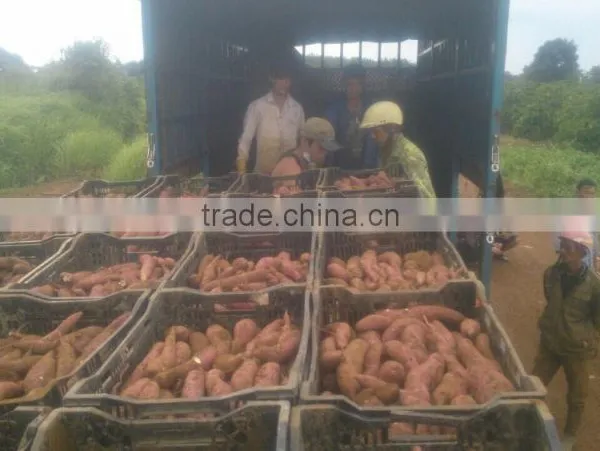 Sweet Japanese Potato photo-2