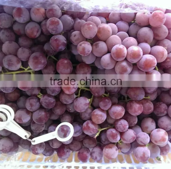 2014 New Crop Red Globe Grapes photo-5