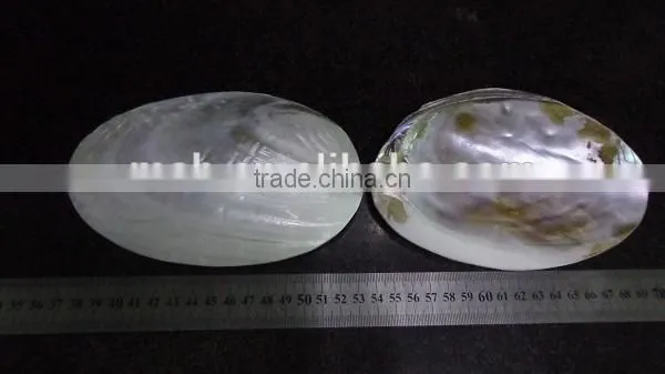 Wholesale Chinese Polished Raw River Shell photo-4