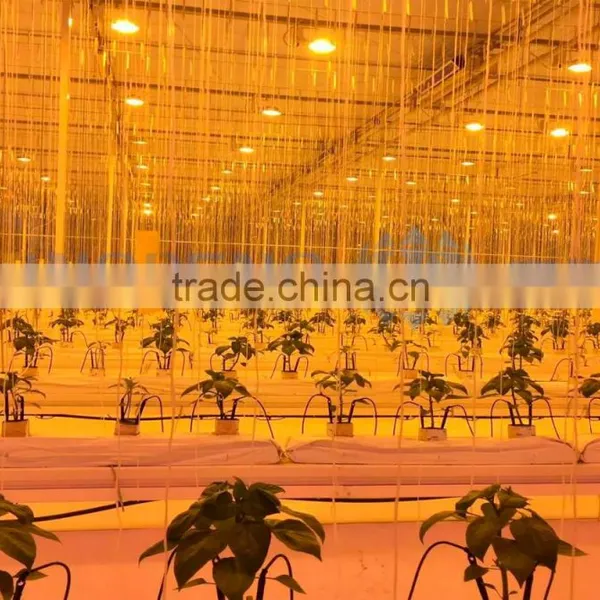 Agricultural Greenhouse Light photo-3