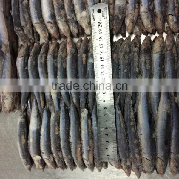 New Landing Sea Frozen Anchovy photo-4