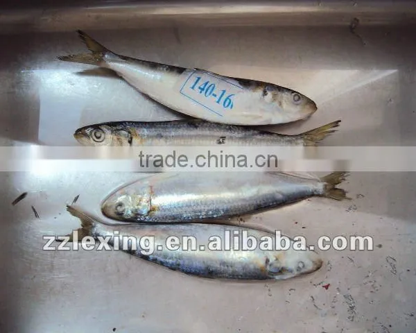 Fresh Frozen Sardines On Sale photo-2