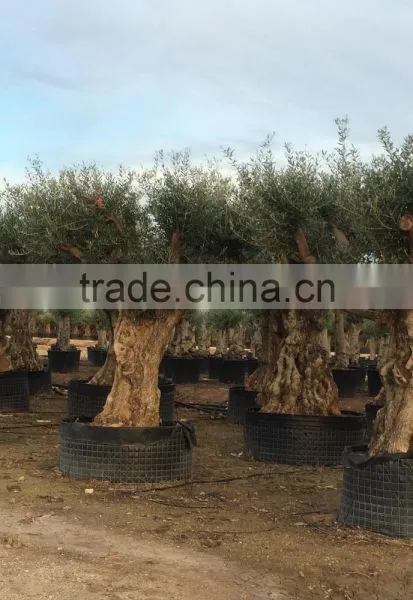 Ancient Olive Tree - Olea Europaea photo-2