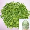 Dried Cabbage