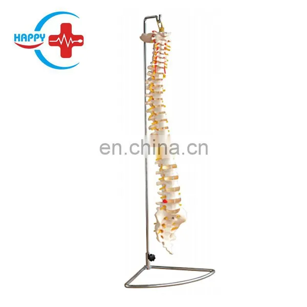 HC-S211 Advanced Life-size Human Spine Model for Cervical Vertebra & Spine Teaching photo-2