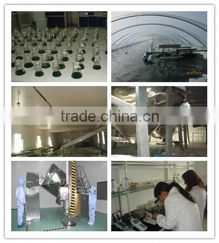 Organic Spirulina Powder Toz, Selling Price for Spirulina photo-2