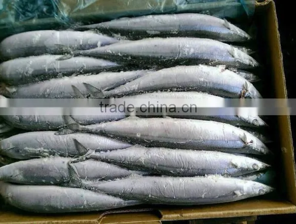 2015 Seafrozen Pacific Saury Whole Round 0#:140g+