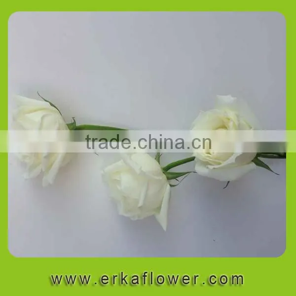 Wide Varieties Newest Fresh Climbing Roses photo-4
