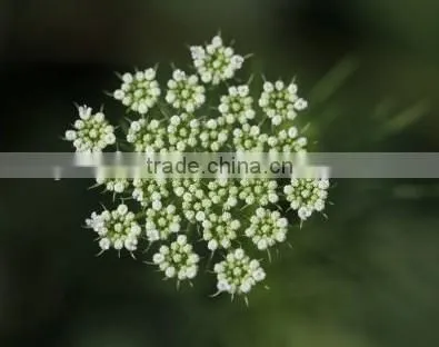Ammi Majus ,Lace Flower , Ammi Majus Linn.,flower Seed,herb Seed,vegetalbe Seed,fruit Seed,grass Seed photo-3