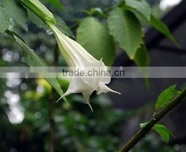 Treeform Datura, Datura , Flower Seeds , Herb Seed,vegetalbe Seed,fruit Seed,grass Seed photo-5