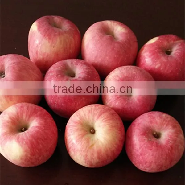 China Fuji Apple Supplier Red Fuji Apple Tree photo-5