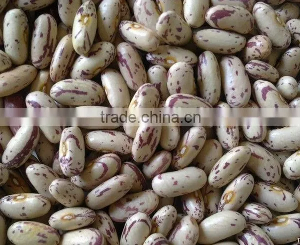 Chinese Big Size Light Speckled Kidney Beans American Round photo-3