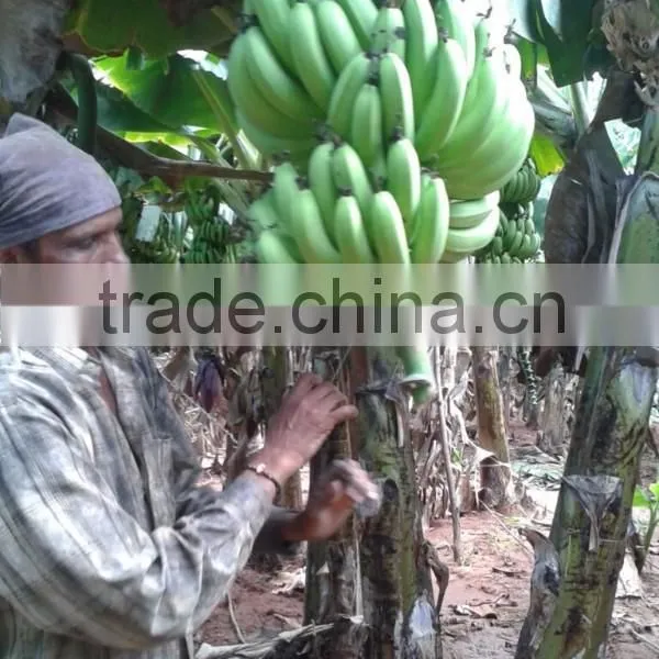 Green Fresh Cavendish Banana From India photo-4