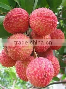 2016 Fresh Fruit Lichee From China photo-3